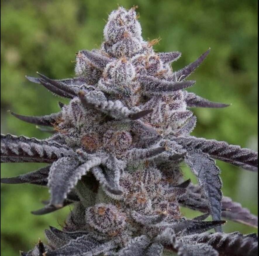 /storage/photos/1/Screenshot 2024-04-17 at 7.12.35 PM.png